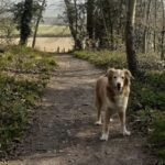 Patch in the woods