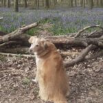 Patch in the bluebells