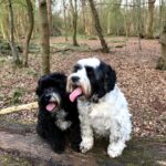 Poppy & Willow thirsty