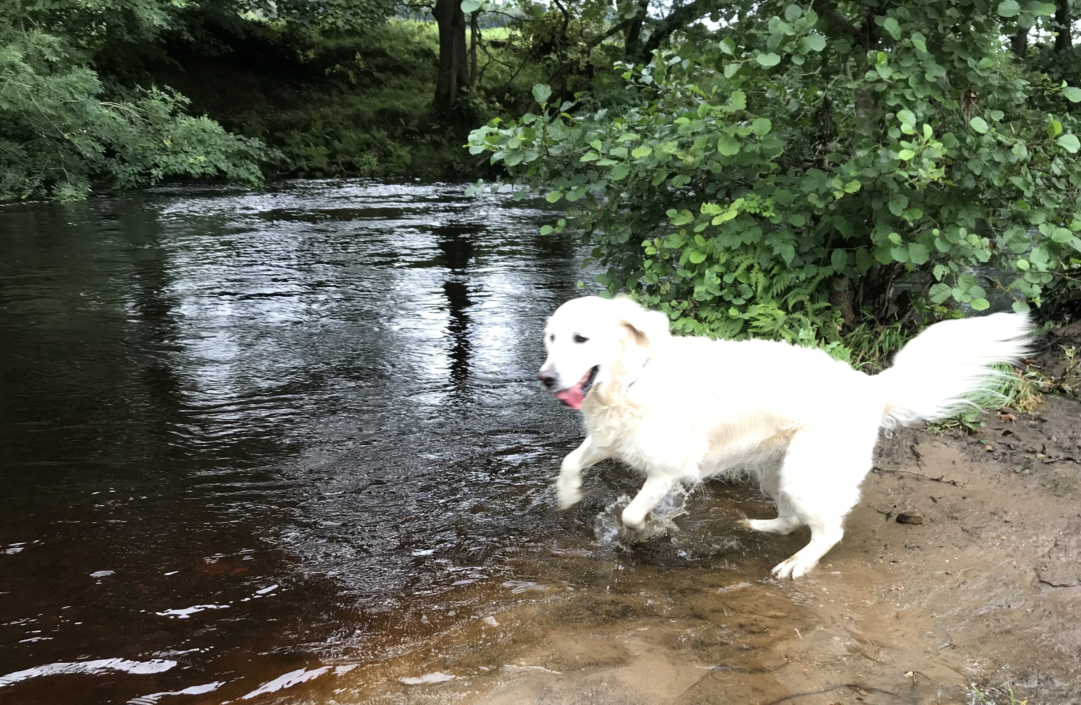 Bella going in
