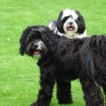 Poppy & Willow